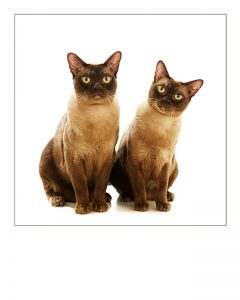 two-siamese-cats
