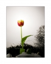 red-yellow-tulip-hoss-photography