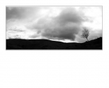 tree-on-hill-hoss-photography