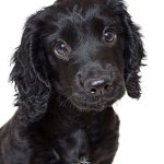 Never Work With Children or Animals... 22 Never Work With Children or Animals... 20