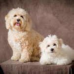 Never Work With Children or Animals... 23 Never Work With Children or Animals... 21