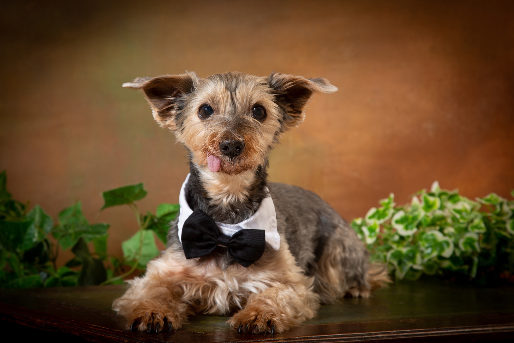 Register to Win a Pet Portrait Session 7