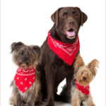 Never Work With Children or Animals... 21 Never Work With Children or Animals... 19