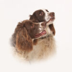 Never Work With Children or Animals... 24 Never Work With Children or Animals... 22