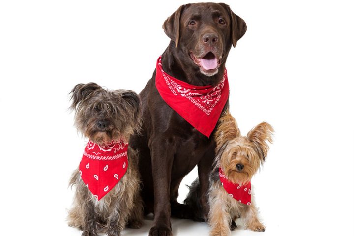 Never Work With Children or Animals... 27