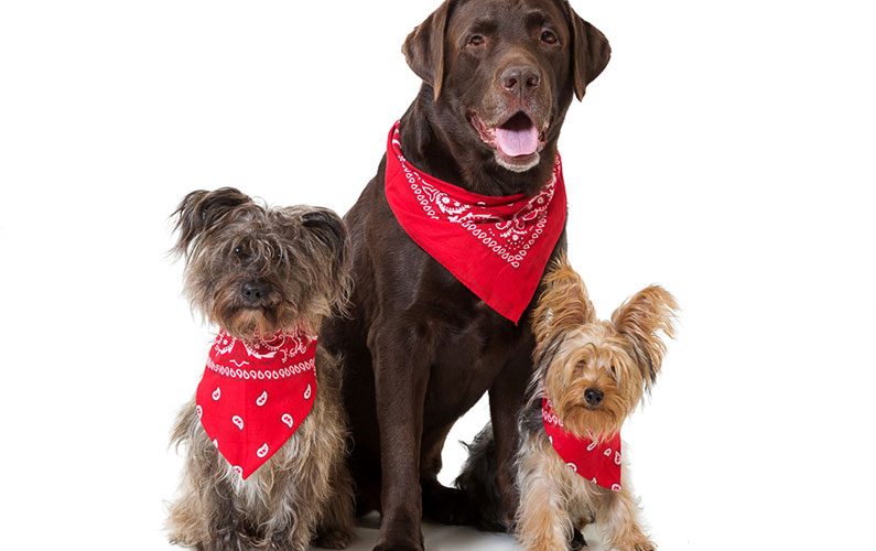 Never Work With Children or Animals... 1